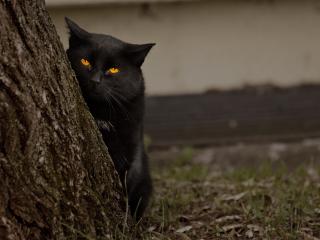 обои Черный кот смотрит из-за дерева фото