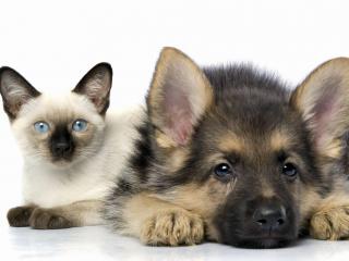 обои Сиамский котенок и щенок овчарка фото