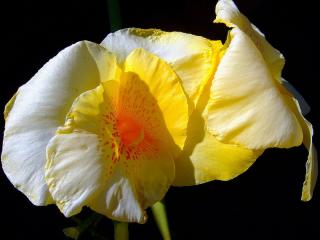 обои Бело-жёлтый цветок Кана фото