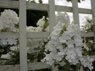 обои Флоксы белые садовые фото