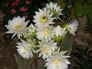 обои Бело-зелёные цветки кактуса фото