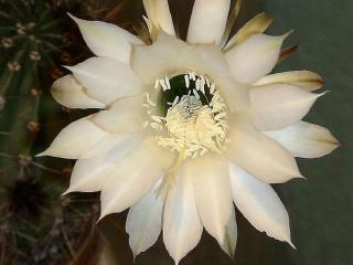 обои Белый цветок кактуса фото