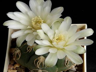 обои Два белых цветка кактуса фото