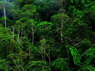 обои Зеленые леса тропиков фото