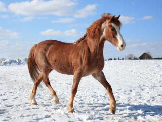 обои Конь на снегу фото