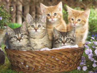 обои Братцы котята в корзинке и цветы фото