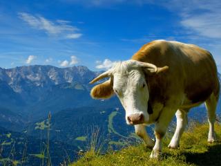 обои Корова на зеленых холмах фото