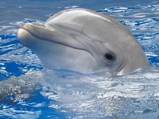 обои Мордочка светлого дельфина из воды фото