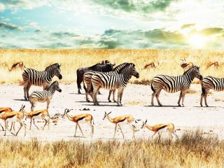 обои Зебры с антилопами и буйвол фото