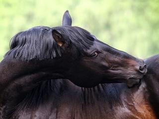 обои Лошадь с подстриженной челкой фото