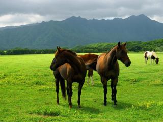 обои Лошади пасутся на равнине фото