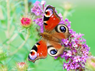 обои Красивая бабочка на веточке голубых цветков фото