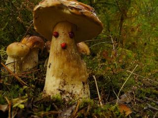 обои Весёлые грибы фото