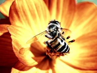обои Пчела и солнечный цветок фото