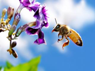 обои Пчела у цветка фото