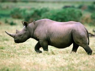 обои Носорог шагает по траве фото