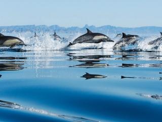 обои Стая дельфинов в прыжке фото
