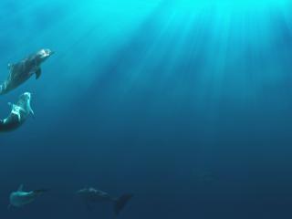 обои Стая дельфинов в солнечных лучах фото