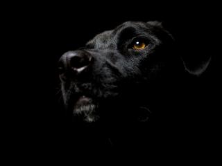 обои Черный фон и темная собака фото