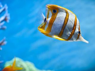 обои Бело-желтая рыбка в глубинах морских фото