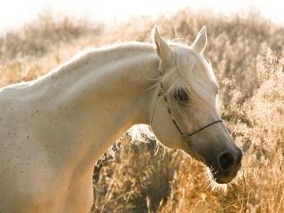 обои Обоятельная белая лошадка фото