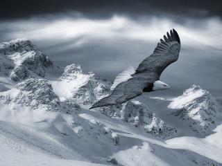 обои Полет орла над снежными горами фото