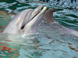 обои Привет от дельфина фото