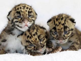обои Три маленьких леопарда фото