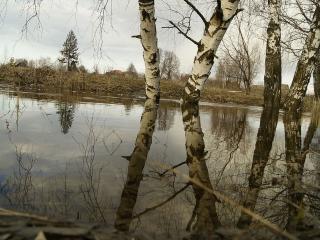 обои Берёзы в весеннем разливе реки фото