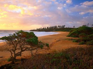 обои Дерево на песке у моря фото