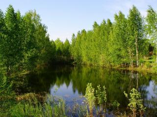 обои Тихий летний пруд, у лесных берез фото