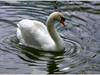 обои Белый лебедь и круги на воде фото
