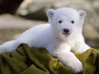 обои Маленький белый медвежонок фото