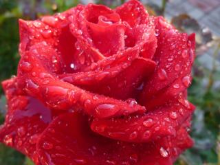 обои Алая роза в крупных каплях дождя фото