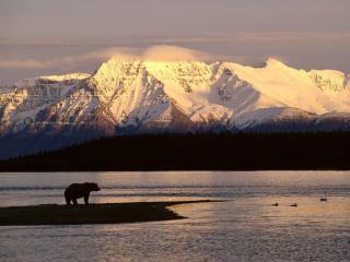 обои Медведь на фоне гор аляски фото