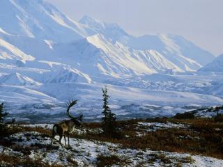 обои Рогатый олень на фоне гор аляски фото