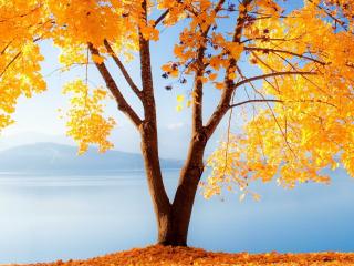 обои Дерево с желтой листвой у реки фото