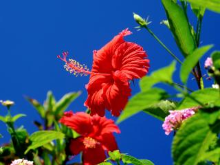 обои Два красных цветка гибискус на фоне голубого неба фото