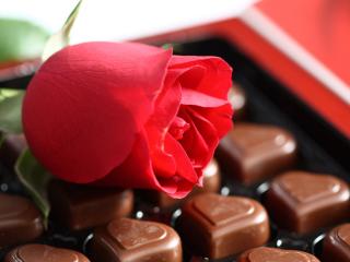 обои Красная роза & молочный шоколад фото