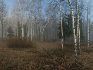 обои Апрельский лес с туманом фото