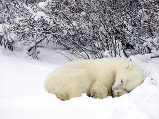 обои Белый медведь спящий в снегах фото
