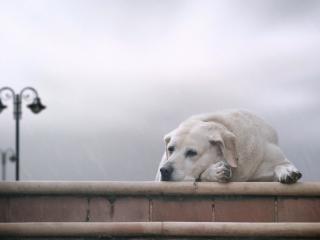 обои Тоска белого собаки фото