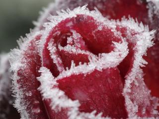 обои Красная роза замерзает в снегу фото