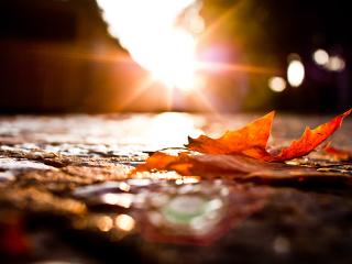 обои для рабочего стола: Осенняя земля под еле теплым солнцем,   листья на земле