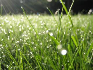 обои Игра солнца в каплях дождя,   трава фото