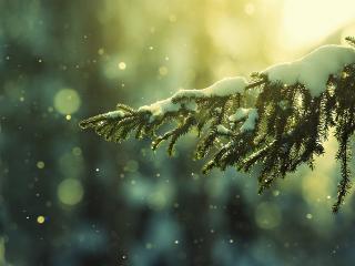 обои Зима,   снег на ветви ели,   снежные блики,   закат фото