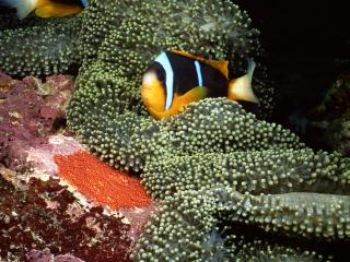 обои Богатый подводный живой мир,   рыбка черно-золотой раскраски фото