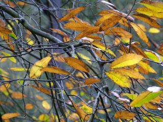 обои В ветвях осеннего дерева,   желтые осенние листья фото