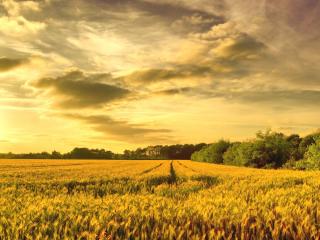 обои Желтое поле пшеничных колосьев на закате фото