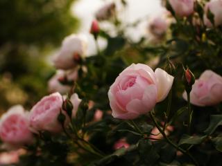 обои Куст роз с розовыми бутонами фото